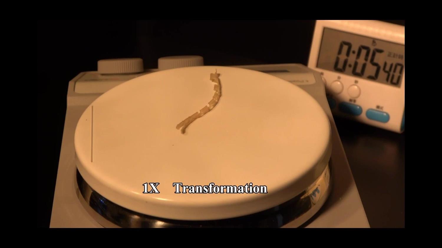 Deformation Process of LCE on a 180°C Heating Plate Deformation Process of LCE on a 180°C Heating Plate