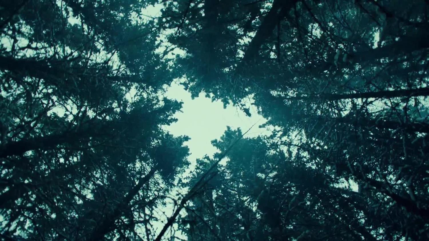 Into the Woods Into the Woods